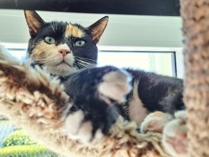 Annabell